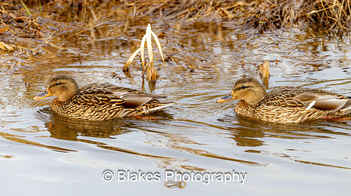 mallard duck (16)