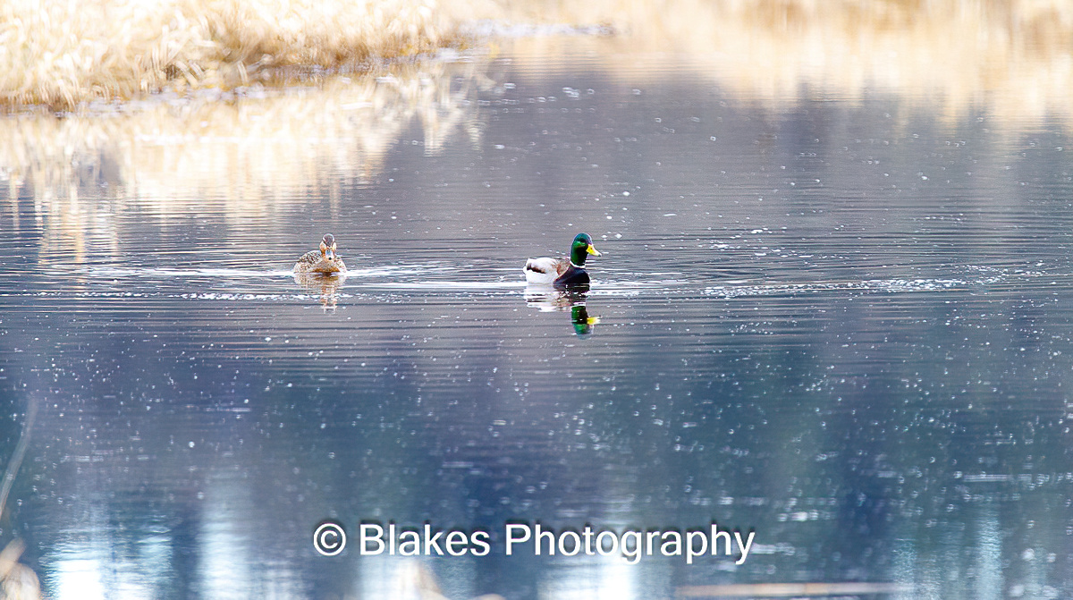 mallard duck (17)