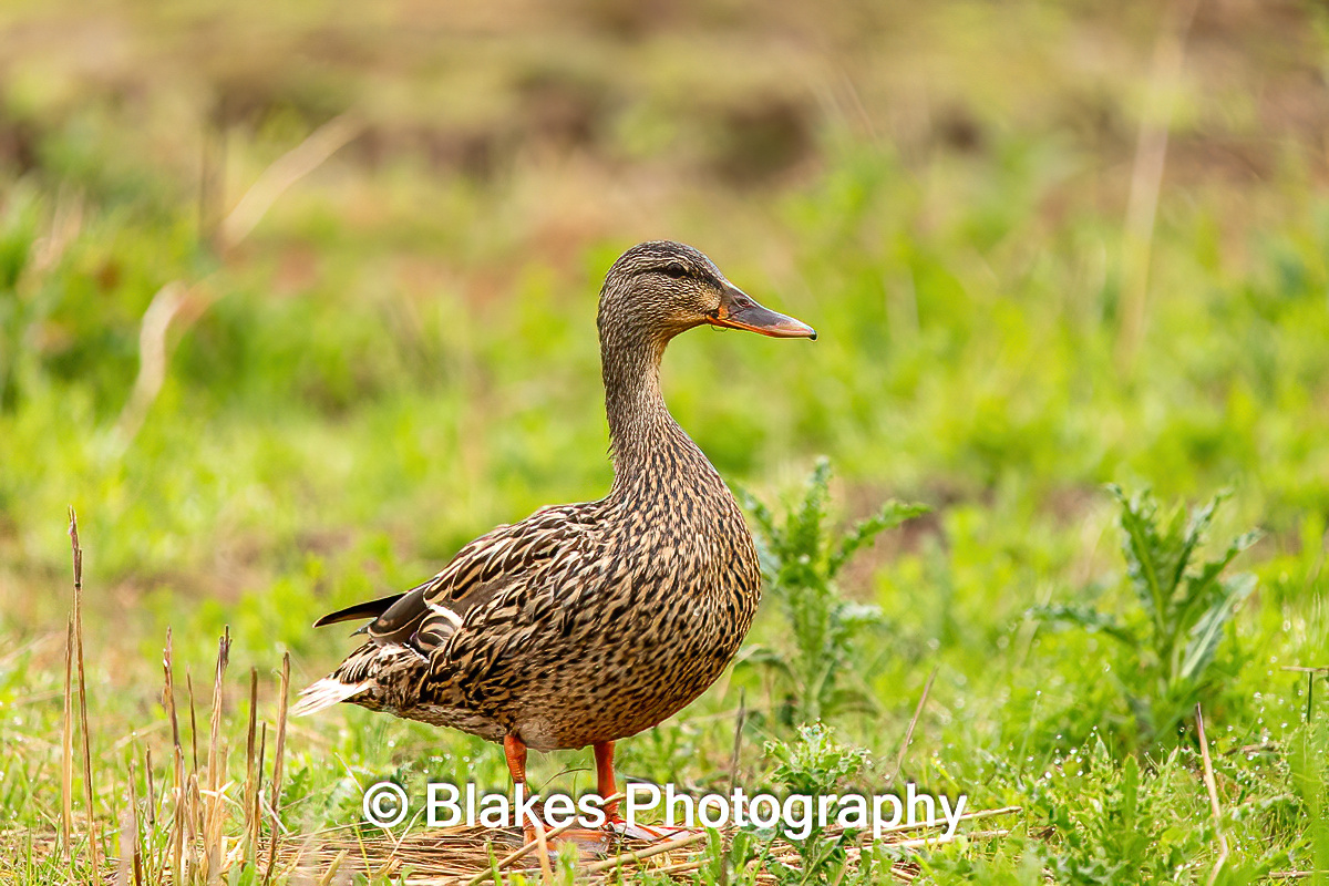 mallard duck (18)