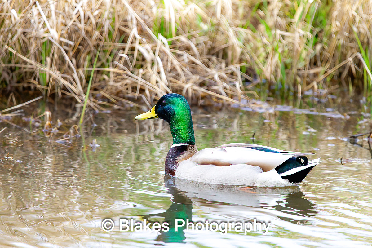 mallard duck (19)