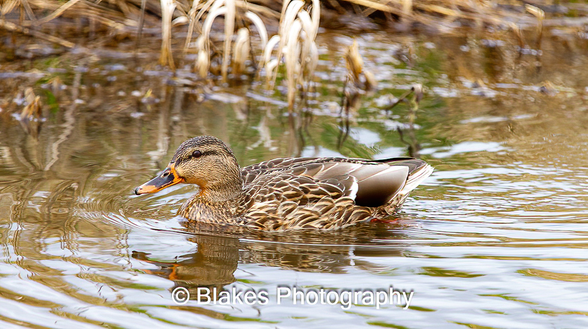 mallard duck (20)