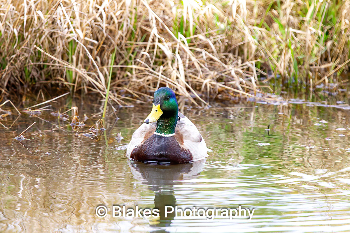 mallard duck (21)