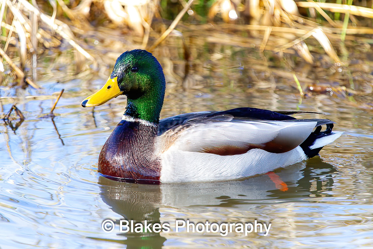 mallard duck (22)