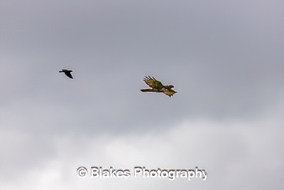 northern harrier (23)