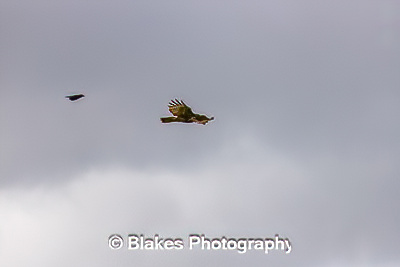 northern harrier (24)