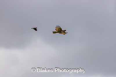 northern harrier (25)