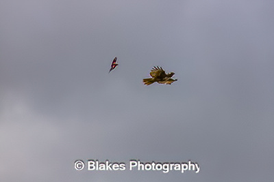 northern harrier (26)