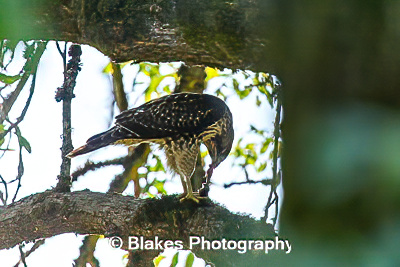 northern harrier (1)
