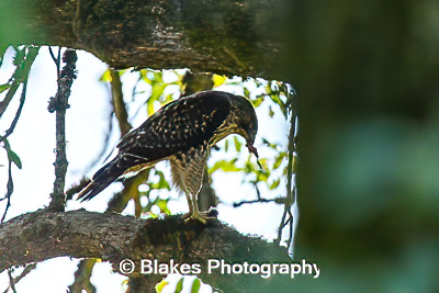 northern harrier (3)