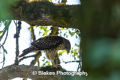 northern harrier (4)