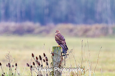 northern harrier (5)