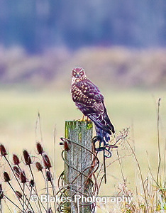 northern harrier (7)