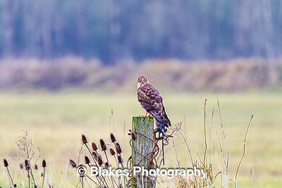 northern harrier (6)
