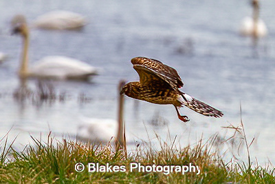 northern harrier (8)