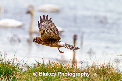 northern harrier (9)