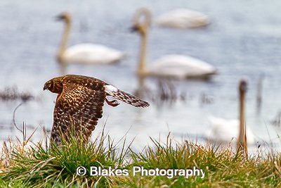 northern harrier (10)