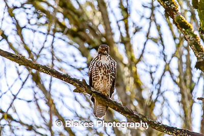 northern harrier (11)