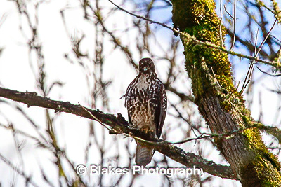 northern harrier (12)