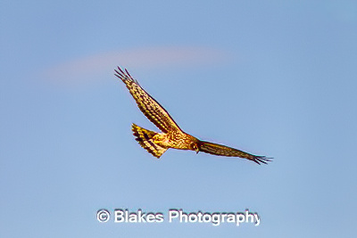 northern harrier (13)
