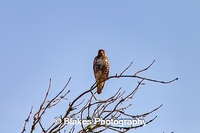 northern harrier (14)