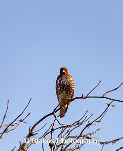 northern harrier (16)