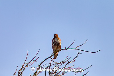 northern harrier (15)
