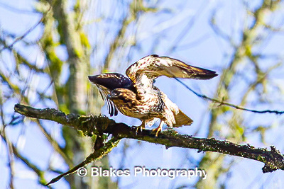 northern harrier (17)