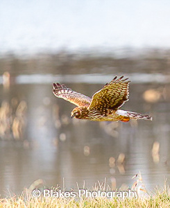 northern harrier (19)