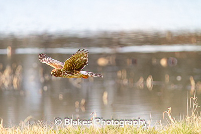 northern harrier (18)