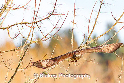 northern harrier (20)