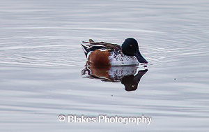 Northern Shoveler (1)