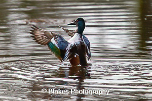 northern shoveler (2)
