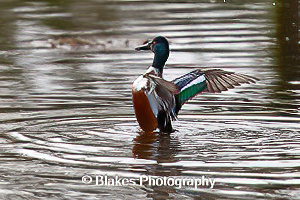 northern shoveler (3)