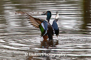 northern shoveler (4)