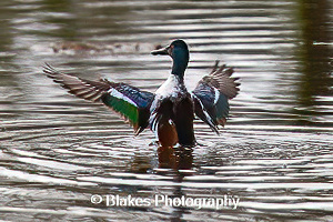 northern shoveler (5)