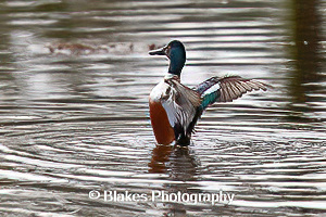 northern shoveler (6)
