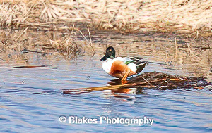 northern shoveler (20)