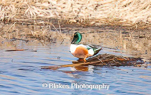 northern shoveler (21)