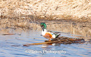 northern shoveler (22)
