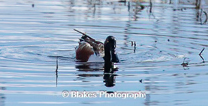 northern shoveler (23)