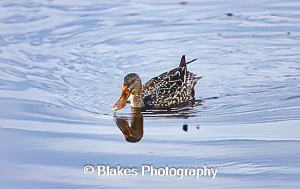 northern shoveler (24)