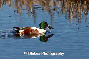 northernshoveler (7)