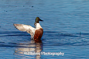 northern shoveler (8)