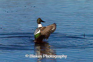northern shoveler (9)