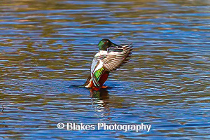 northern shoveler (10)