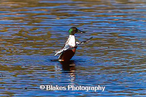 northernshoveler (11)