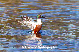northern shoveler (12)