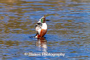 northern shoveler (13)