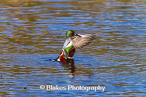northern shoveler (14)