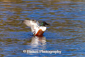 northern shoveler (15)